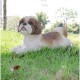 Shih Tzu Lying Down Statue
