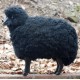 Handcrafted Sheep Stool
