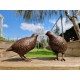 Pair of bronze birds - Garden  ornaments - Bronze quail