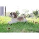 Shih Tzu Lying Down Statue