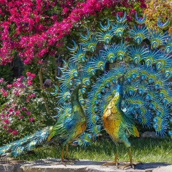Set of 2 Large Peacocks
