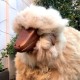 Handcrafted Sheep Stool