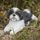 Shih Tzu Lying Down Statue