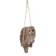 Hanging Baby Owlets on a Branch