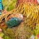 66.5" Colorful Iron Rooster Statue