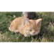 Tabby Kitten Sleeping Statue