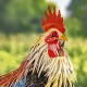 27"Chester" Hand-Painted Rooster Statue