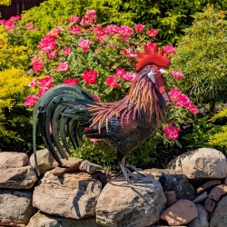 29"Felix" Hand-Painted Metal Rooster Statue