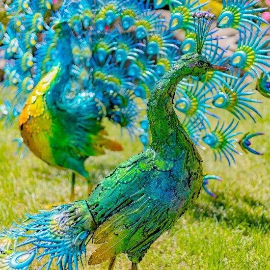 Set of 2 Large Peacocks