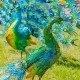 Set of 2 Large Peacocks