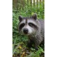 Raccoon Sitting Statue