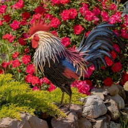 27"Chester" Hand-Painted Rooster Statue