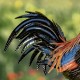 27"Chester" Hand-Painted Rooster Statue