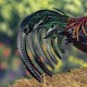 29"Felix" Hand-Painted Metal Rooster Statue