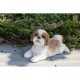Shih Tzu Lying Down Statue