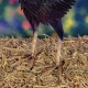 27"Chester" Hand-Painted Rooster Statue