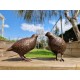Pair of bronze birds - Garden  ornaments - Bronze quail