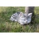 Tabby Kitten Sleeping Statue