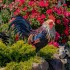 27"Chester" Hand-Painted Rooster Statue