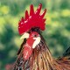 29"Felix" Hand-Painted Metal Rooster Statue