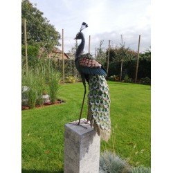 Xl iron peacock - Amazing detail and beautiful colours