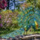 Set of 2 Large Peacocks