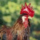 29"Felix" Hand-Painted Metal Rooster Statue