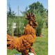 Large Cast iron rooster - Garden statue - Cast iron garden sculptures