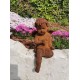 Antique garden sculpture of an Angel (boy) - Sitting model