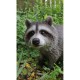 Raccoon Sitting Statue