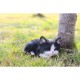 Tabby Kitten Sleeping Statue
