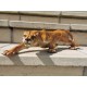 Amazing sculpture of a crawling panther - Colored cast iron