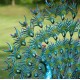 Large Peacocks with Crystal Detail