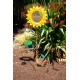 Sunflower Bird Feeder Stake | Rusted Metal Yard Art | Garden Gifts | Metal Garden Art | Garden Bed Decor|