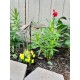 Butterfly Rain Gauge