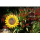 Sunflower Bird Feeder Stake | Rusted Metal Yard Art | Garden Gifts | Metal Garden Art | Garden Bed Decor|