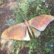 Butterfly Garden Stake Bold