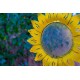 Sunflower Bird Feeder Stake | Rusted Metal Yard Art | Garden Gifts | Metal Garden Art | Garden Bed Decor|