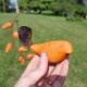 Spice Bird Garden Balancer