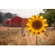 Large Sunflower Stake | Rusted Metal Yard Art | Garden Gifts | Metal Garden Art | Garden Bed Decor | Garden