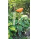 Spice Bird Rain Gauge