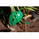 Sunflower Bird Feeder Stake | Rusted Metal Yard Art | Garden Gifts | Metal Garden Art | Garden Bed Decor|