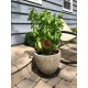 Oregano Herb Garden Stake