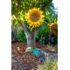 Large Sunflower Stake | Rusted Metal Yard Art | Garden Gifts | Metal Garden Art | Garden Bed Decor | Garden
