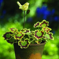 Yellow Bird Plant Pick