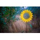 Sunflower Bird Feeder Stake | Rusted Metal Yard Art | Garden Gifts | Metal Garden Art | Garden Bed Decor|