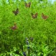 Butterfly Whimsy Flutterer