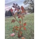 Daisy Flamed Garden Stake