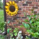 Large Sunflower Stake | Rusted Metal Yard Art | Garden Gifts | Metal Garden Art | Garden Bed Decor | Garden