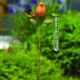 Spice Bird Rain Gauge